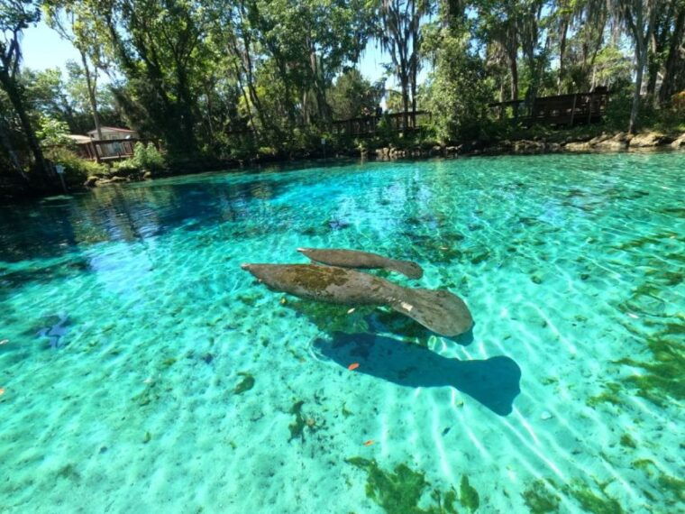 crystal-river-paddle-board-rental