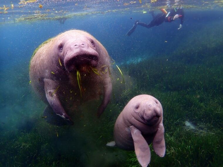 crystal-river-vip-manatee-swim-w-in-water-photographer