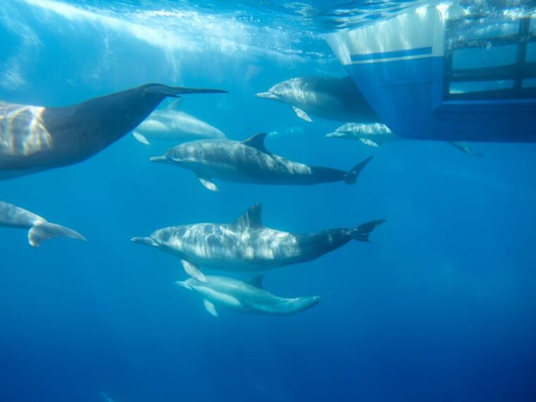 dana-point-dolphin-whale-watching-with-underwater-viewing
