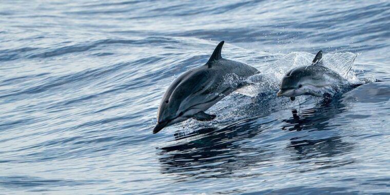 destin-snorkeling-cruise-with-2-stops-and-dolphin-watching