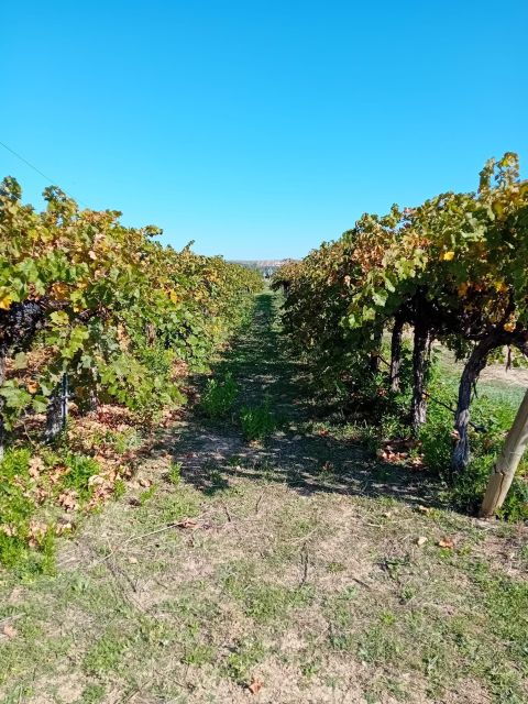 discover-madrids-best-exclusive-wine-tour-tastings-await-2