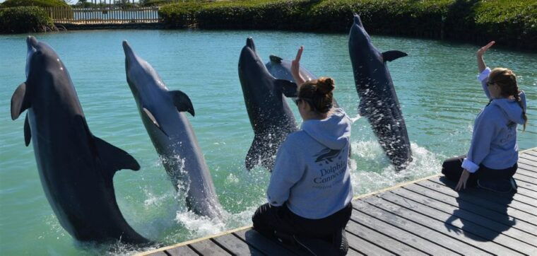 florida-keys-dockside-dolphin-experience