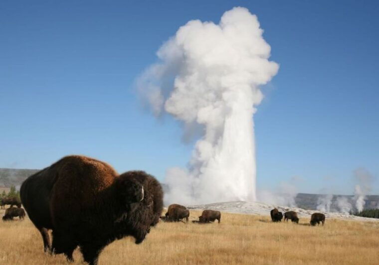 from-cody-full-day-yellowstone-national-park-tour