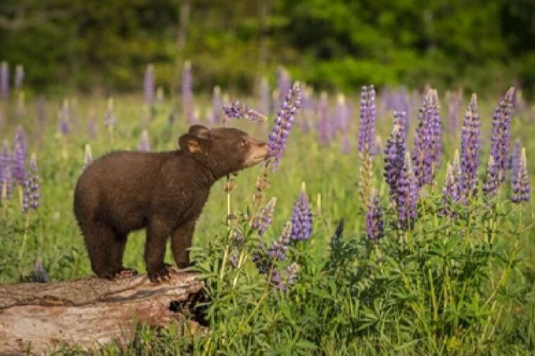 from-jackson-2-day-grand-teton-and-yellowstone-tour