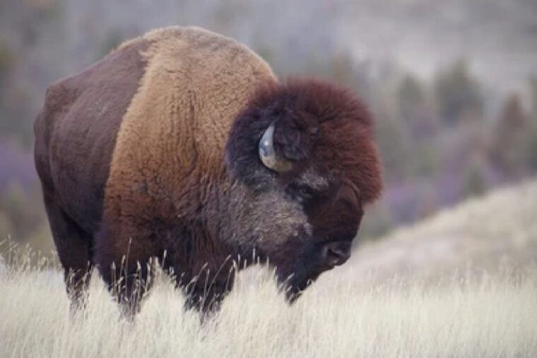 from-jackson-grand-teton-wildlife-scenery-tour-with-lunch