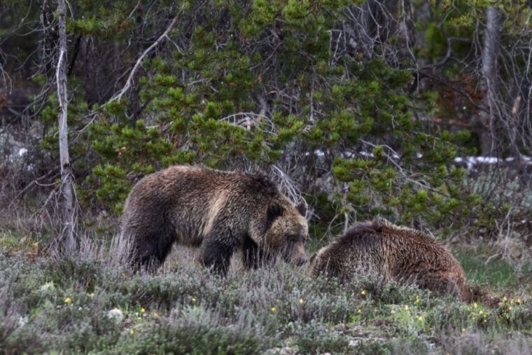 from-jackson-half-day-grand-teton-national-park-tour