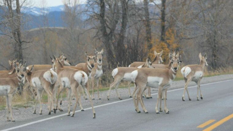 from-jackson-yellowstone-day-tour-including-entrance-fee