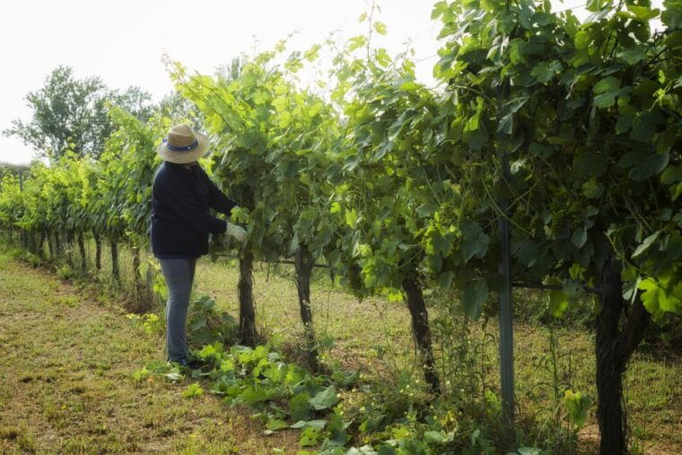 from-lisbon-evora-wine-heritage-tour
