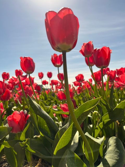 from-lisse-flower-bike-tour-around-keukenhof-small-group