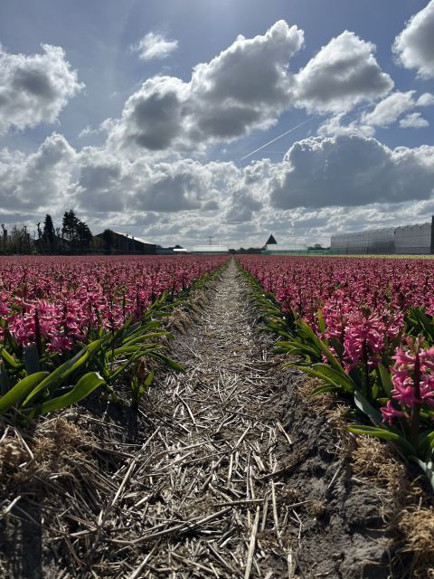 from-lisse-landrover-tour-around-keukenhof-flower-fields