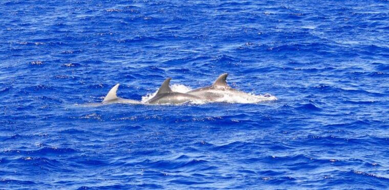 from-palma-3-hour-morning-dolphin-watching-boat-tour