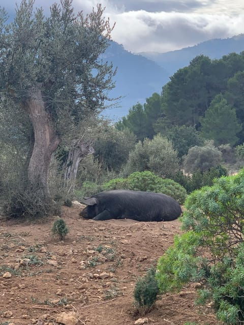 from-palma-sierra-de-tramuntana-hiking-with-small-picnic