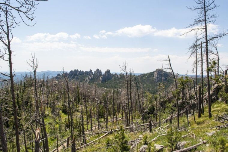 from-rapid-city-custer-state-park-private-safari-and-hiking