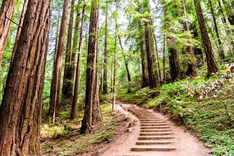 from-san-francisco-muir-woods-and-sausalito-half-day-trip