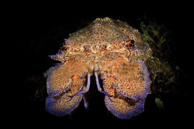 from-san-teodoro-diving-for-experts-in-tavolara-and-molara