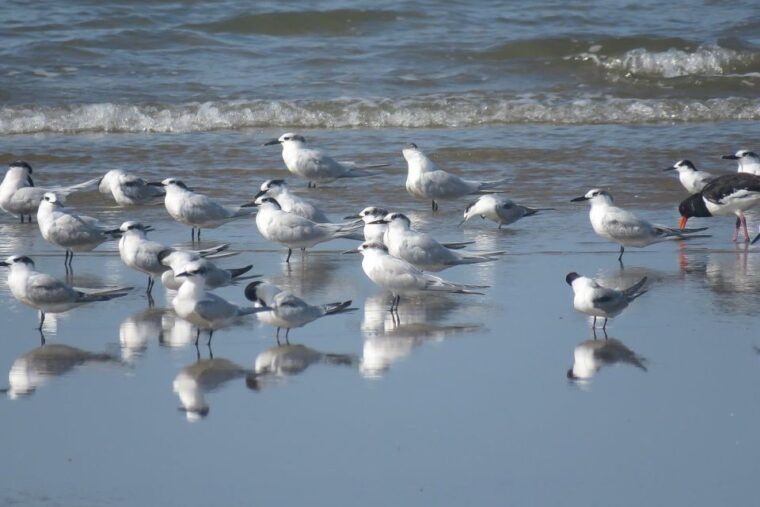 from-seville-donana-national-park-day-trip