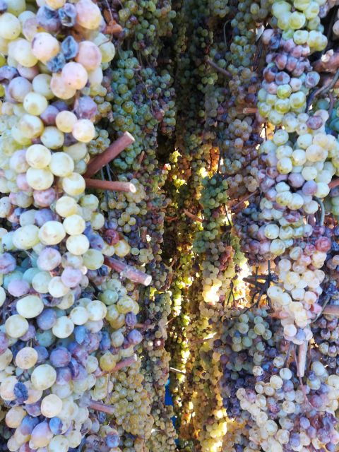from-siena-chianti-wine-tour-with-lunch