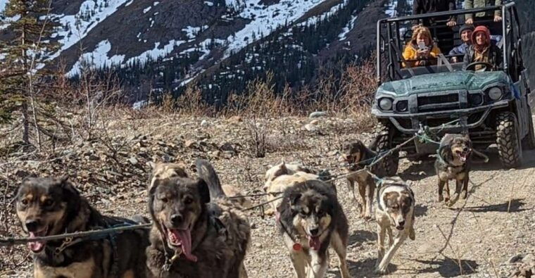 from-skagway-yukon-sled-dog-mushing-white-pass-combo