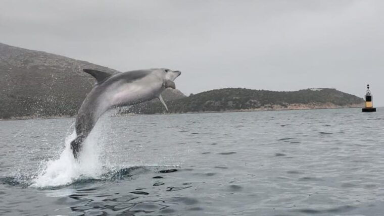 golfo-aranci-small-group-kayak-tour-with-aperitif-dolphins