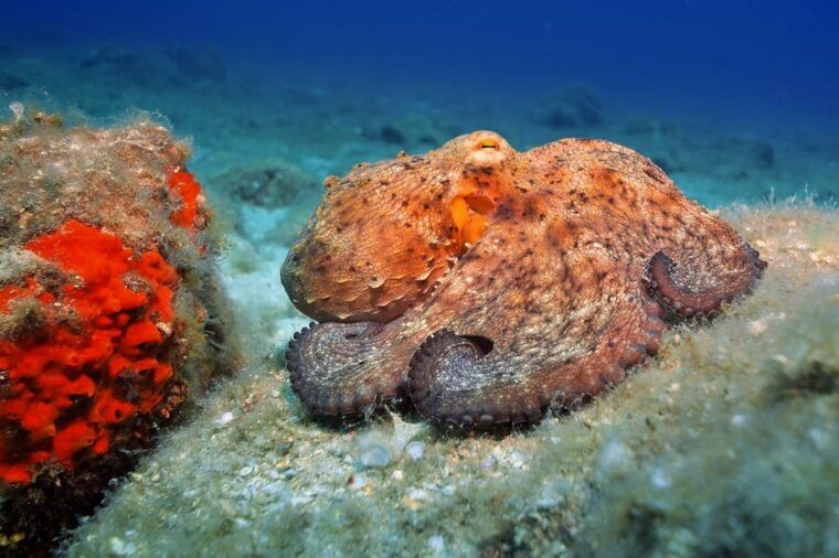 gran-canaria-discover-scuba-diving-beginner-program
