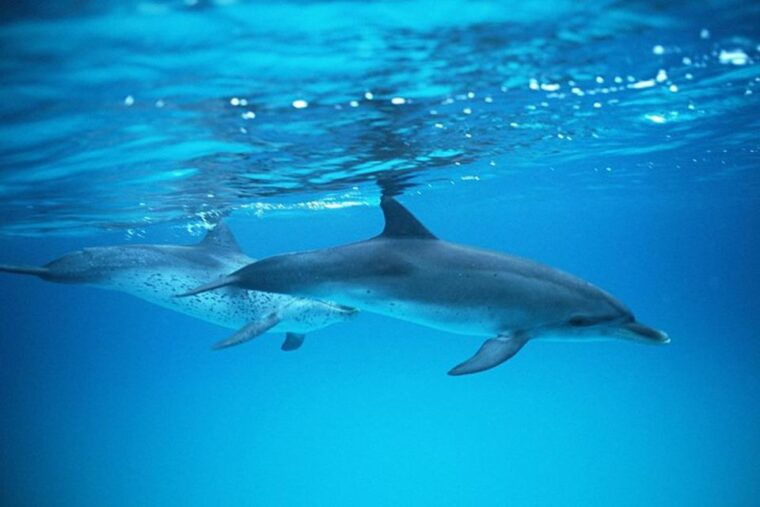 gran-canaria-dolphin-and-whale-watching-cruise