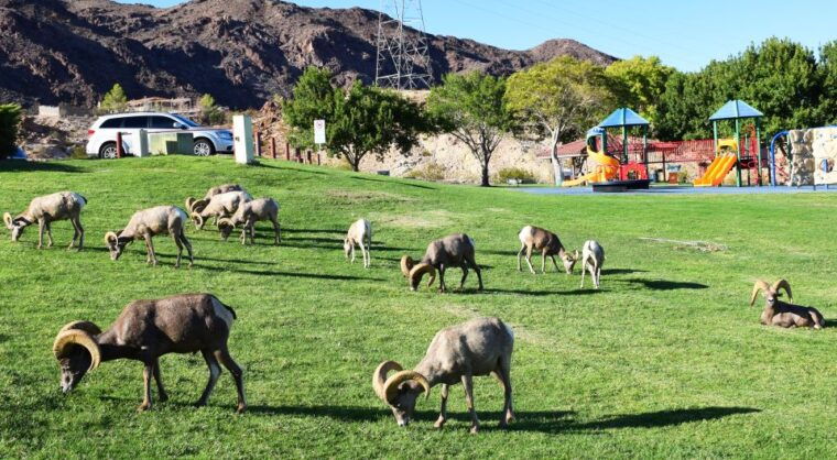 grand-canyon-west-hoover-dam-combo-tour