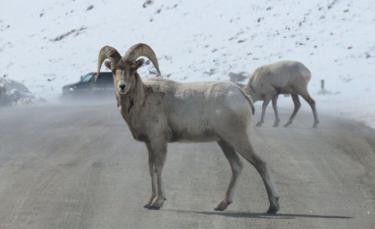 grand-teton-national-park-wildlife-tour-and-sleigh-ride