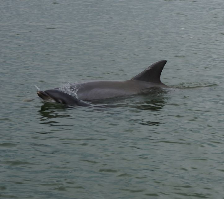 hilton-head-island-private-dolphin-and-nature-tour