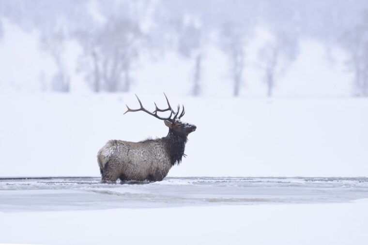 jackson-4-day-grand-teton-yellowstone-winter-tour