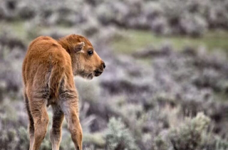 jackson-grand-teton-national-park-guided-wildlife-tour