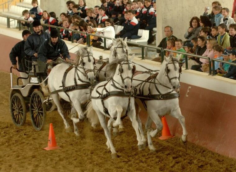 jerez-carthusian-horses-tour-at-the-yeguada-de-la-cartuja