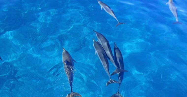 kailua-kona-dolphin-watch-speedboat-snorkel-cruise-and-bbq