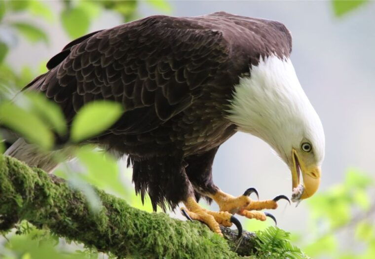 ketchikan-potlatch-park-city-and-wildlife-private-van-tour