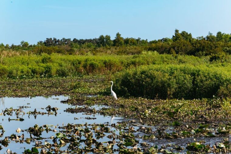 kissimmee-everglades-airboat-adventure-tour