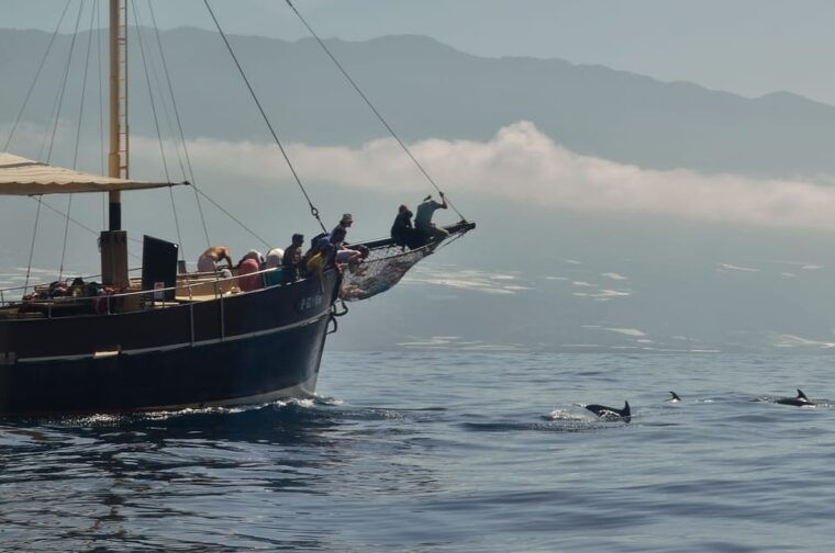 la-palma-bussard-premium-tour-marine-biology-nature