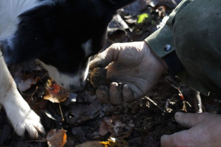 langhe-truffle-hunting-experience-2