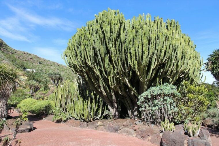 las-palmas-botanical-gardens-and-bandama-volcano-tour