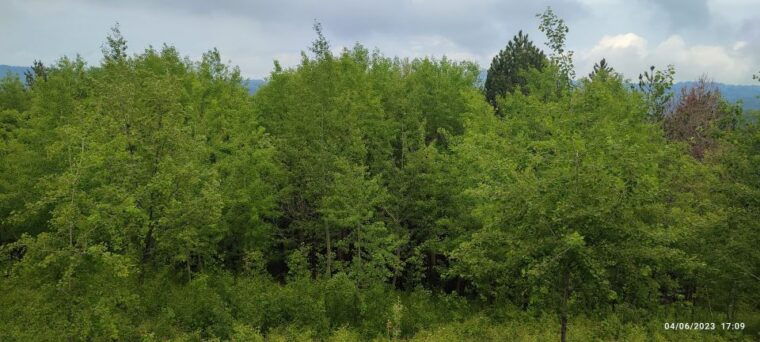 linguaglossa-north-etna-guided-forest-walking-tour