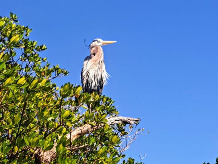 marco-island-kayak-mangrove-ecotour-in-rookery-bay-reserve