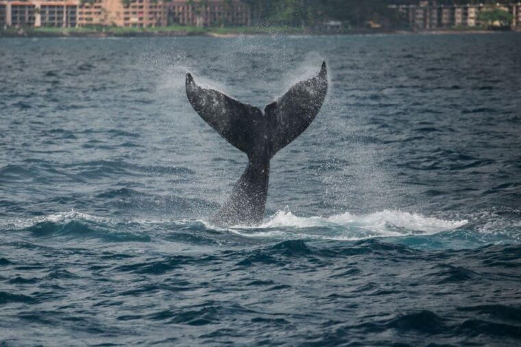 maui-alii-nui-whale-watch-catamaran-sail