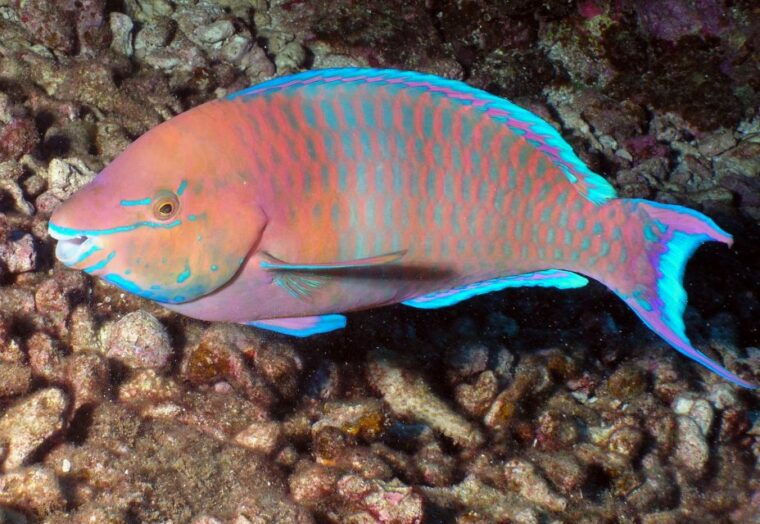maui-beginner-discovery-scuba-dive-excursion-from-lahaina