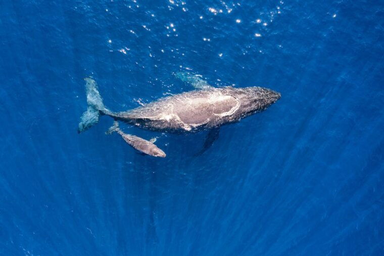 maui-guided-whale-watching-tour-on-eco-raft