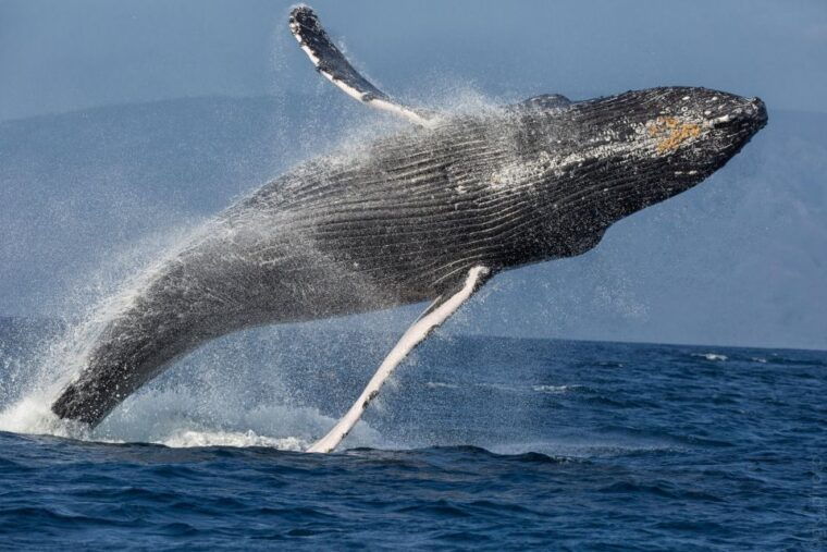 maui-morning-sail-with-the-whales-maalaea
