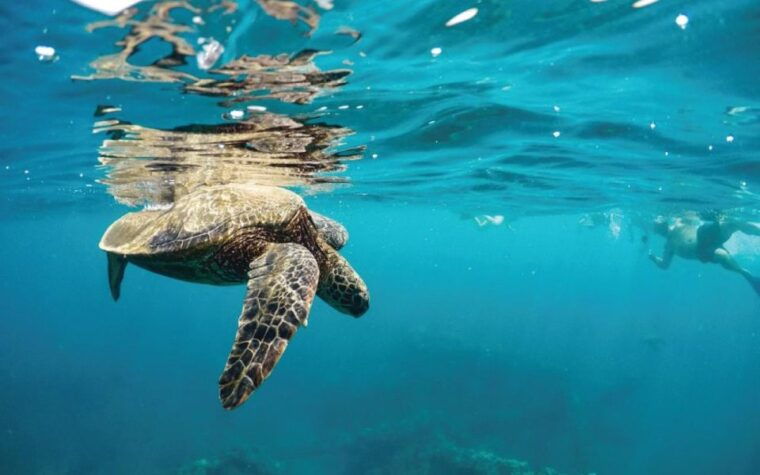 maui-semi-private-3-hour-eco-raft-turtle-snorkel-tour