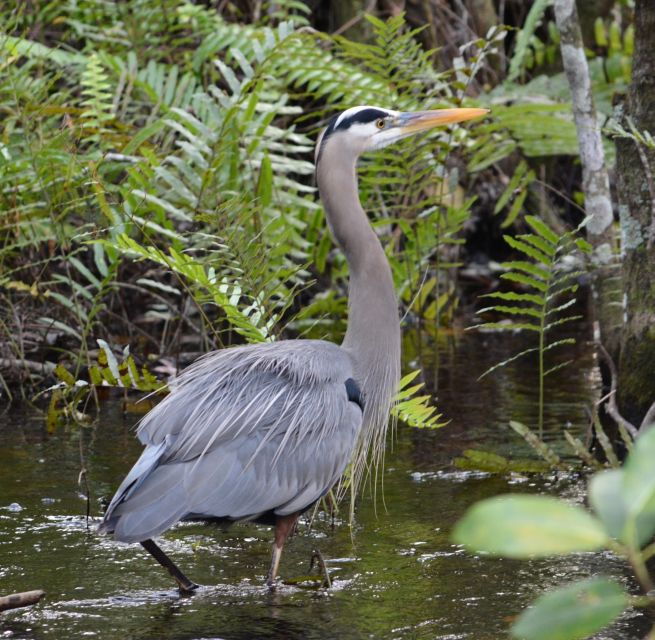 miami-everglades-river-of-grass-small-airboat-wildlife-tour