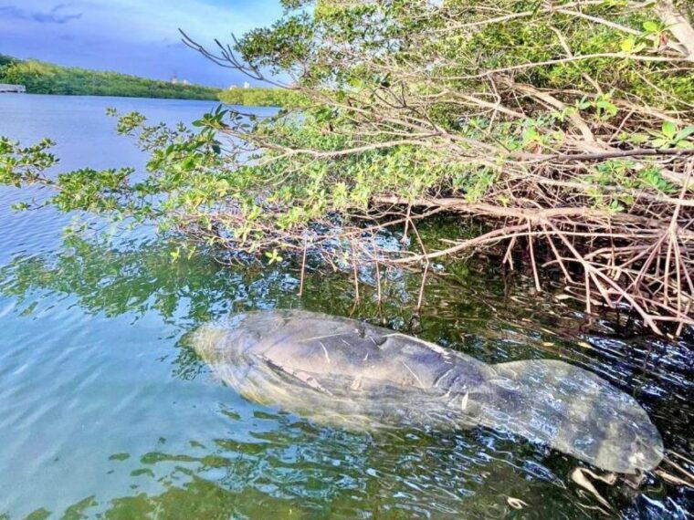 miami-manatee-season-paddleboard-or-kayak-tour