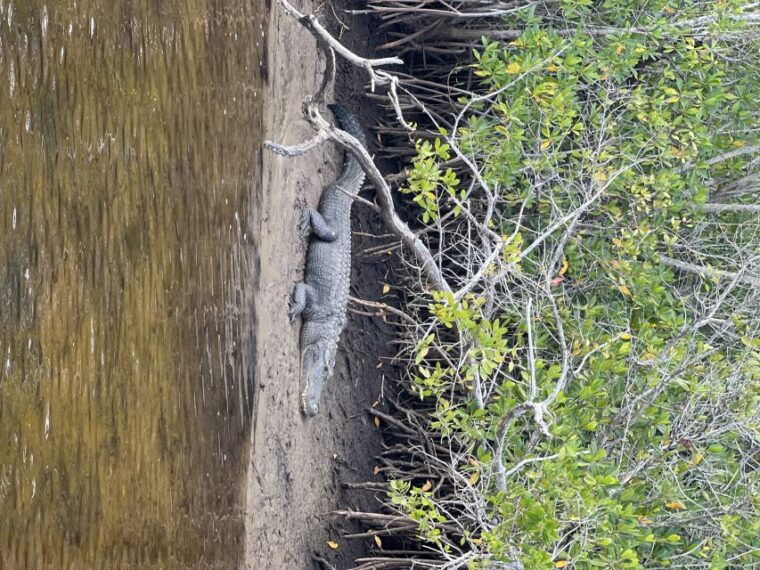 naples-fl-manatee-dolphin-10000-islands-beach-eco-tour