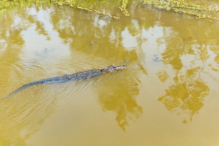 new-orleans-bayou-tour-in-jean-lafitte-national-park