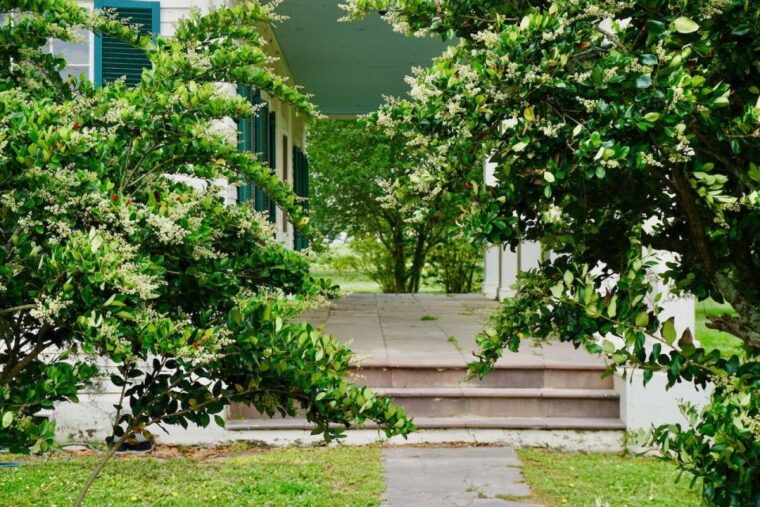 new-orleans-felicity-plantation-guided-tour
