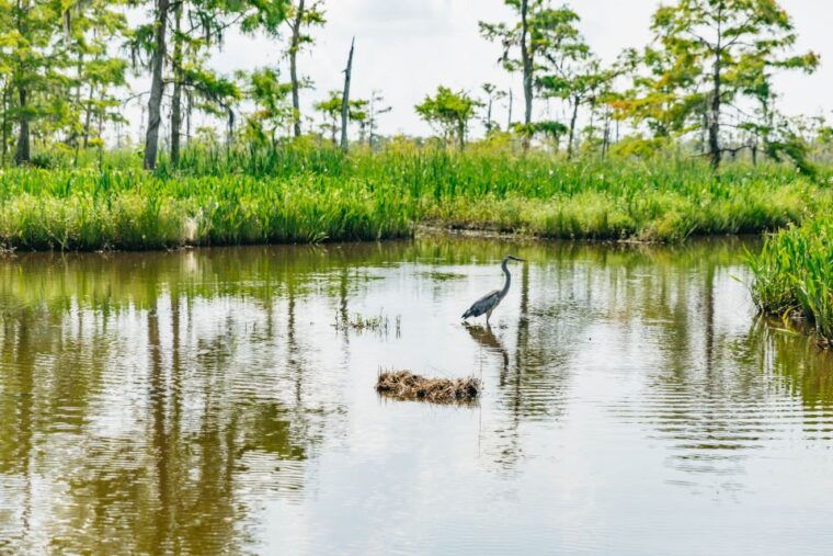 new-orleans-high-speed-9-passenger-airboat-tour